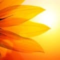 partialsunflower