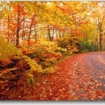 Autumn Leaves